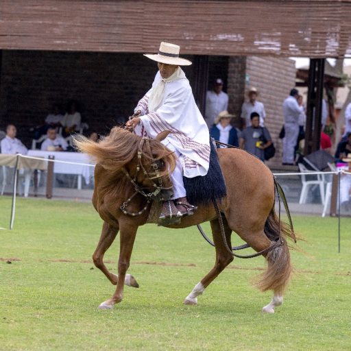 caballo de paso