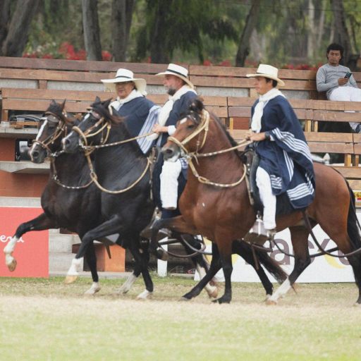 caballo de paso2