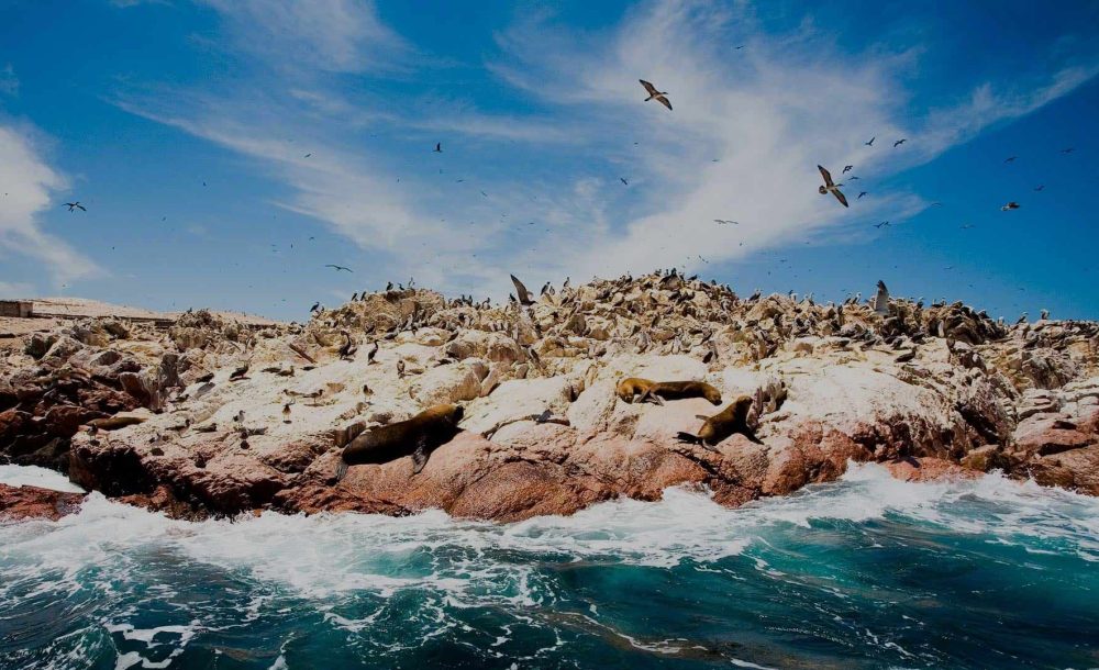 paracas-e-islas-ballestas